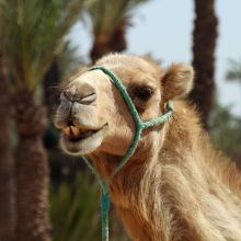 Viagem de Marrakech para dunas de Merzouga e Fes