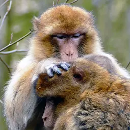 Viagem de Fes para gargantas de Dades, deserto de Merzouga e Marrakech
