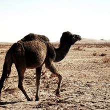 Viagem de Ouarzazate para dunas de Merzouga